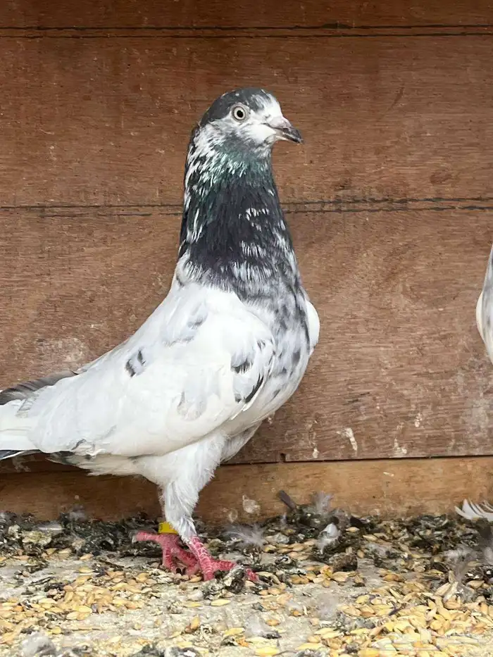 حمام باكستاني تيدي 7