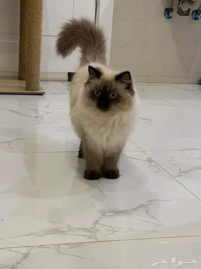 قطط للتبني الأعمار من 6 شهور الى سنة 1