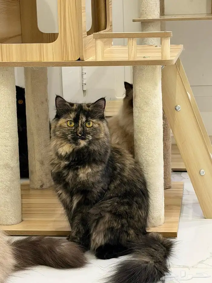 قطط للتبني الأعمار من 6 شهور الى سنة 3