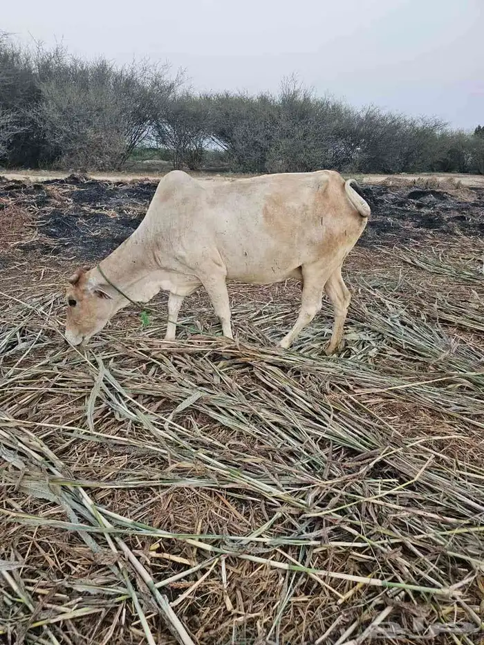 ثنتين بقر وحده قروب ووحده منتوج 4