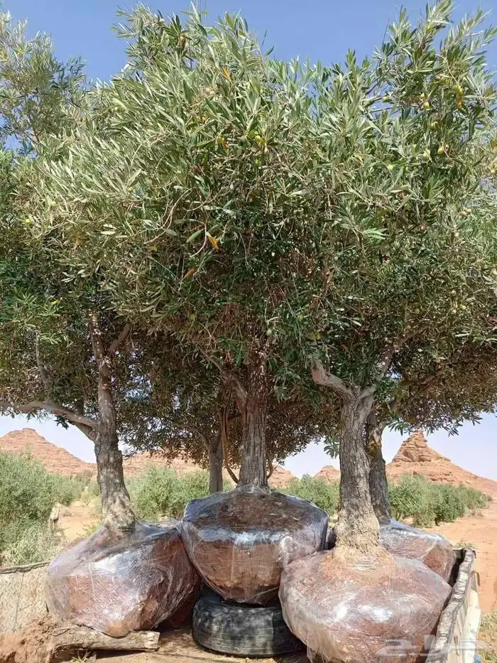اشجار زيتون مثمر جميع المقاسات متوفر 0