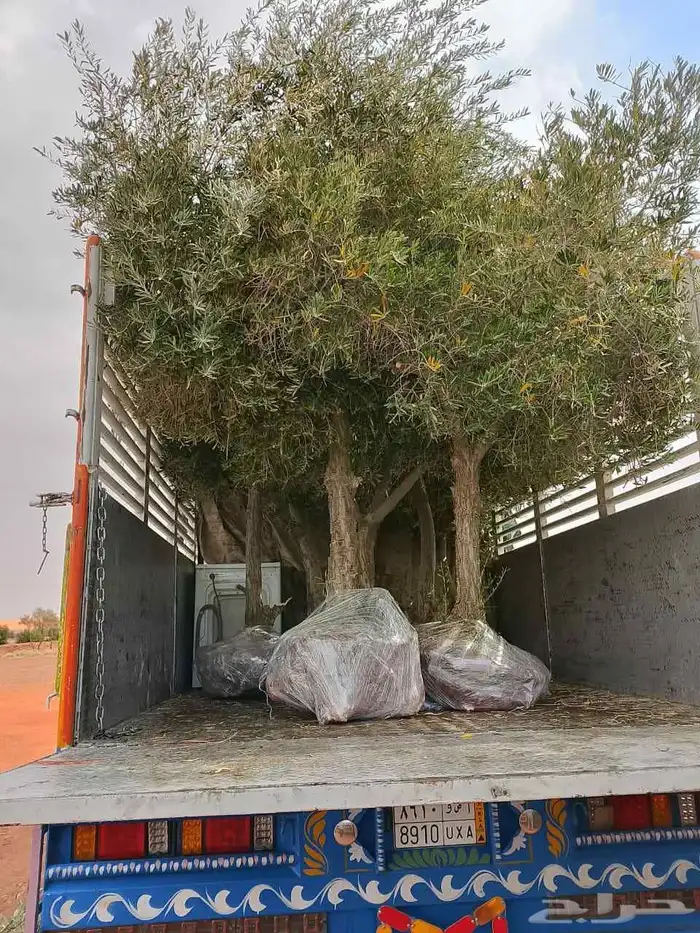 اشجار الزيتون معمره وسغيره جميع المقاسات 12