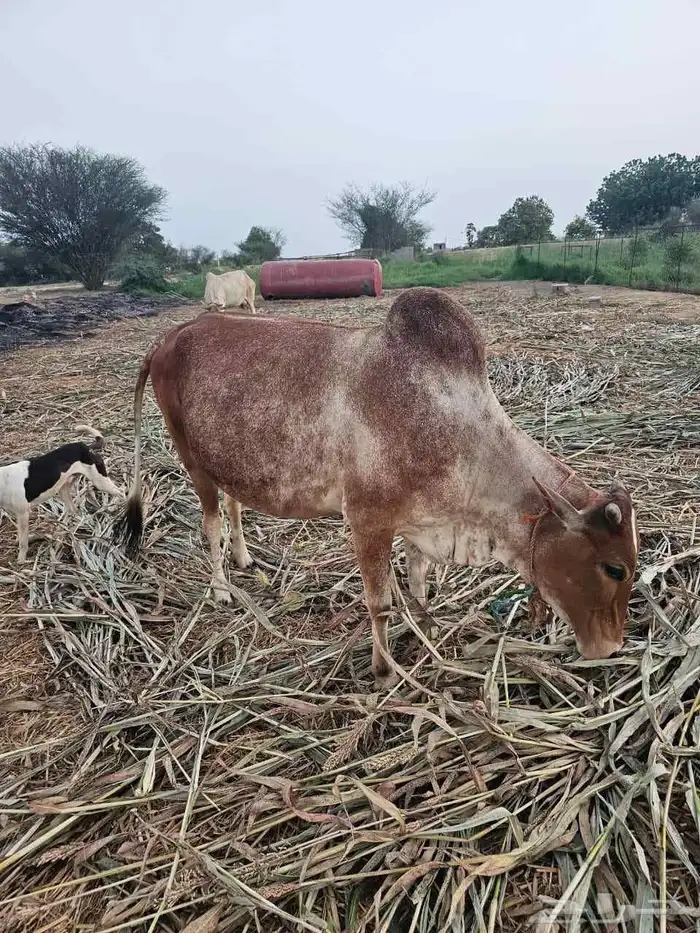 ثنتين بقر وحده قروب ووحده منتوج 0