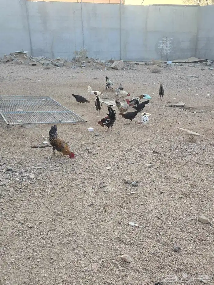 دجاج مشكل للبيع 4