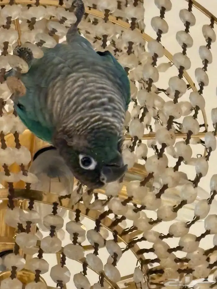 ببغاء كنيور بلو شيك أنثى 1