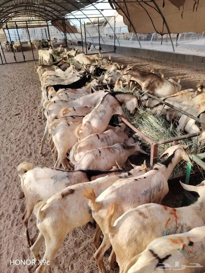 للتجار والملاحم برابر وتيوس صومالية جذعان جودة ولحم نظيف 5