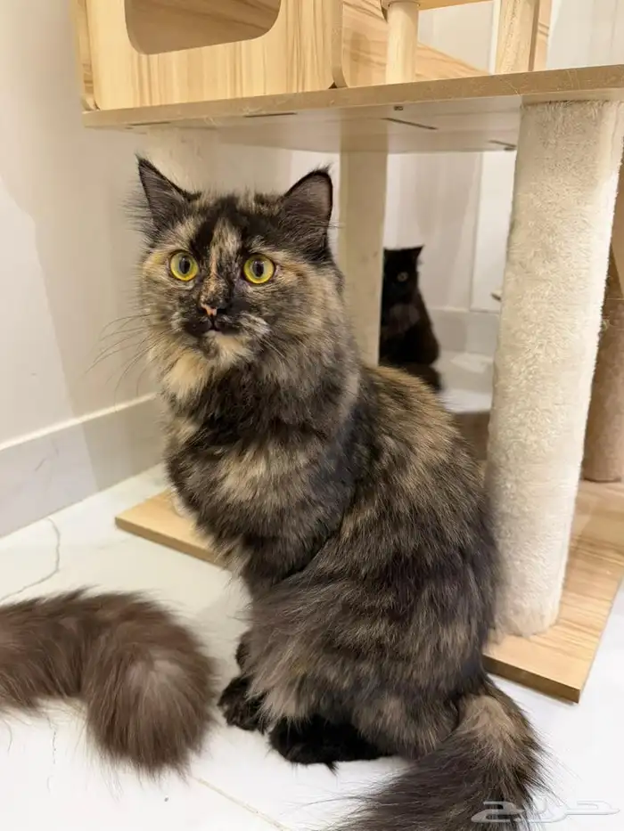 قطط للتبني الأعمار من 6 شهور الى سنة 4