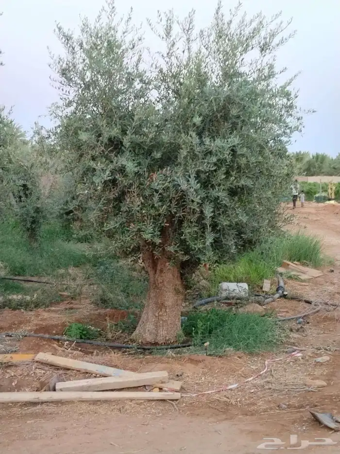 اشجار الزيتون معمره وسغيره جميع المقاسات 18