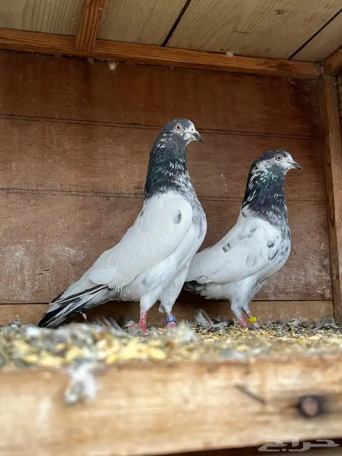 حمام باكستاني تيدي 4