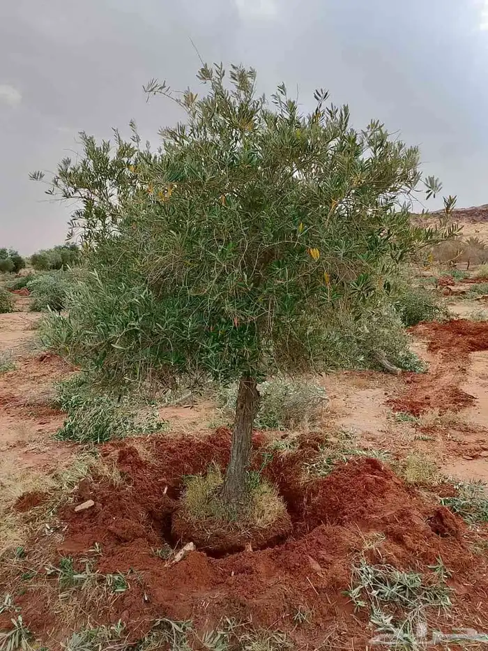 اشجار الزيتون معمره وسغيره جميع المقاسات 10