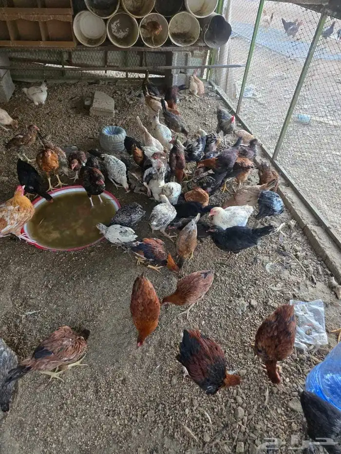 دجاج مشكل للبيع 0