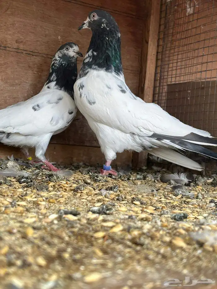 حمام باكستاني تيدي 2