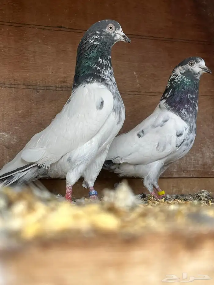 حمام باكستاني تيدي 1