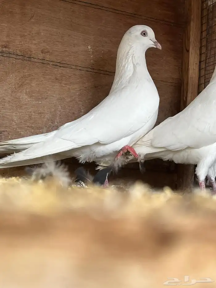 حمام باكستاني تيدي 12