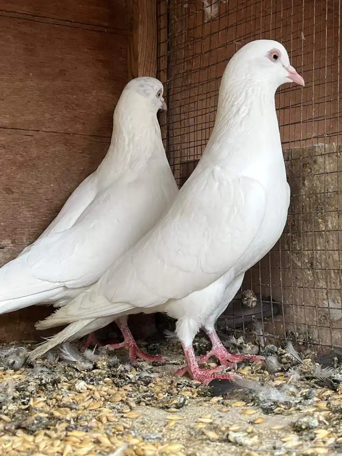 حمام باكستاني تيدي 6