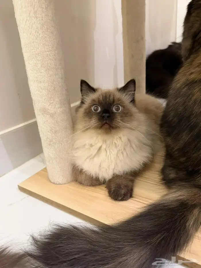 قطط للتبني الأعمار من 6 شهور الى سنة 2