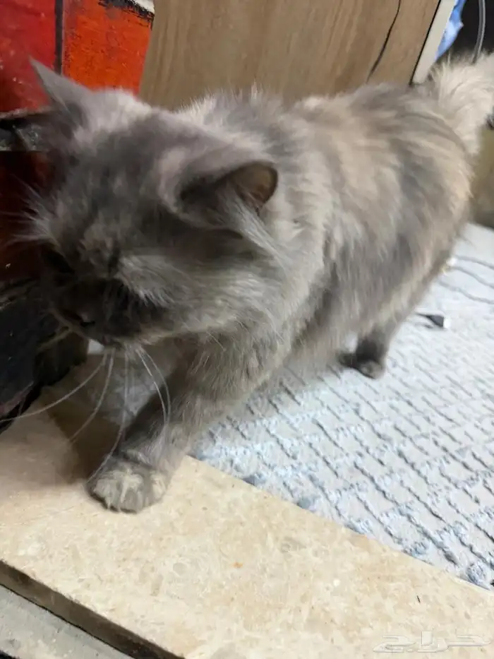 قط شيرازي السوم 800 3