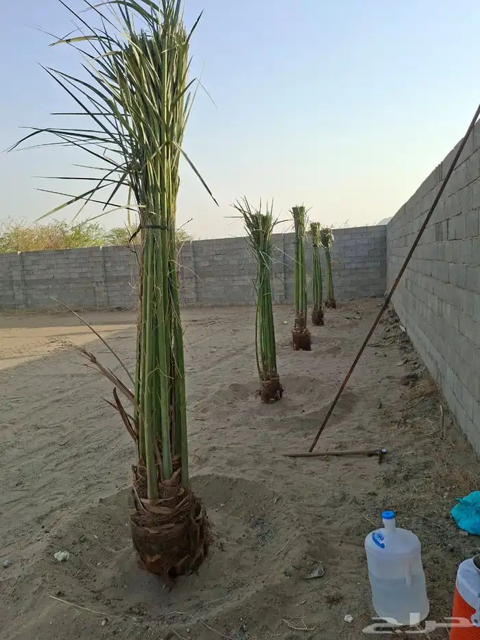 نخيل طيب انوع فاخره 9