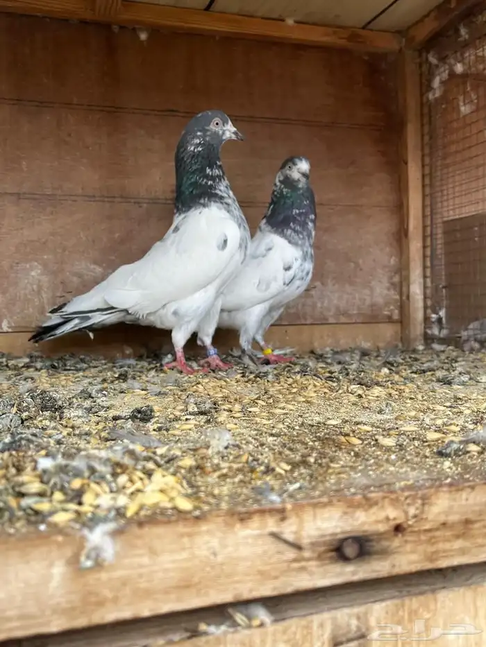 حمام باكستاني تيدي 0