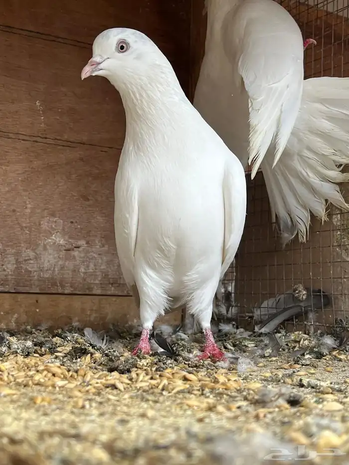 حمام باكستاني تيدي 13