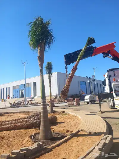 أشجار زيتون معمره ونخيل عربي وواشنطني وتركيب الشبوك لتواصل 0 index