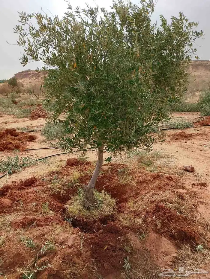 اشجار الزيتون معمره وسغيره جميع المقاسات 11