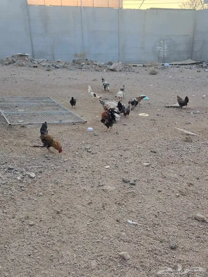 دجاج مشكل للبيع 5