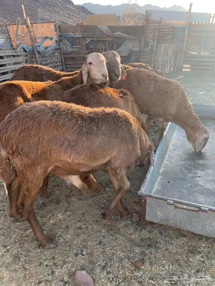 طليان جدعان سواكني حمريات العدد 5 جمله من 950 1