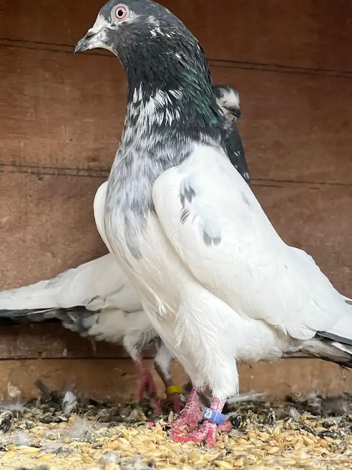 حمام باكستاني تيدي 3