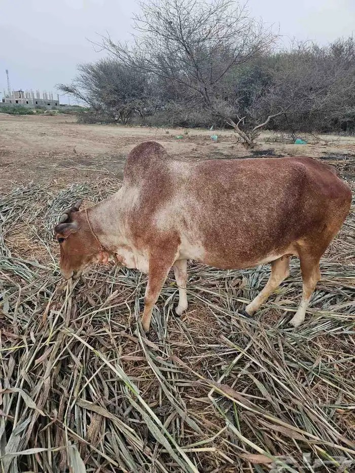 ثنتين بقر وحده قروب ووحده منتوج 3