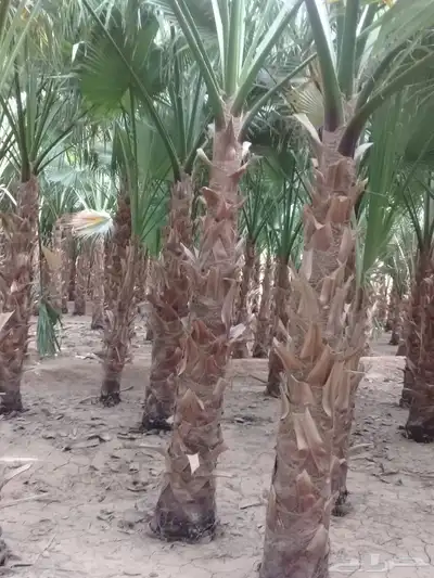 زراعه نخيل واشنطنيا زينه جميع انواع المقاسات index