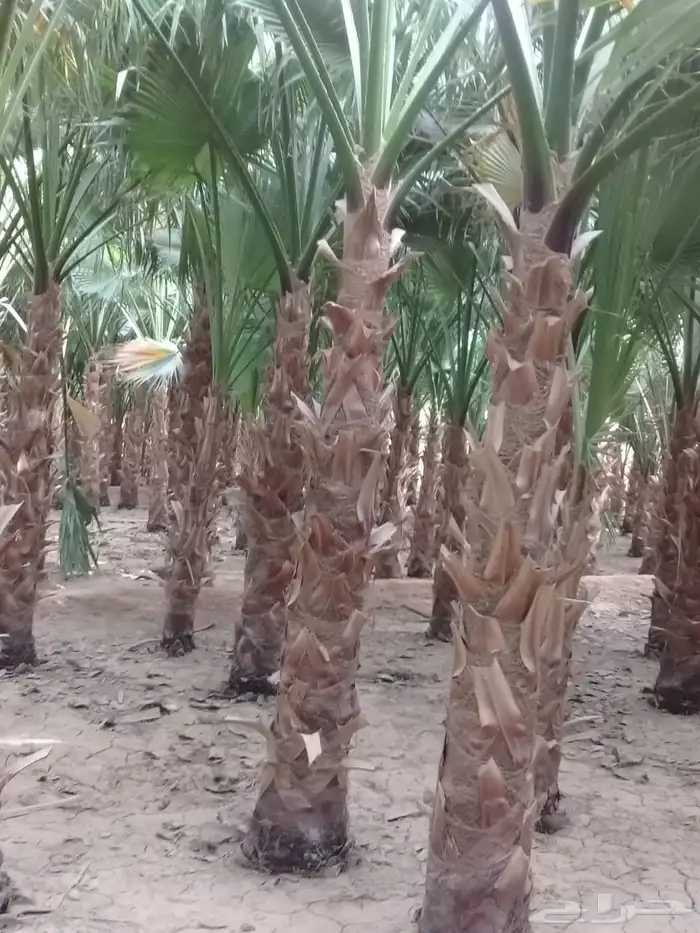 زراعه نخيل واشنطنيا زينه جميع انواع المقاسات 4