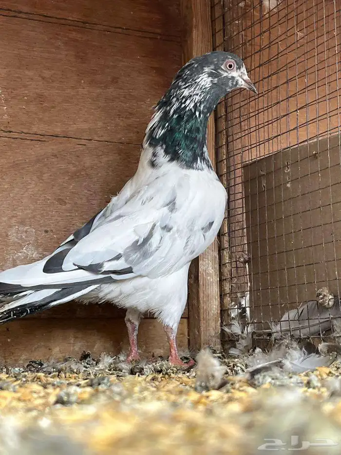 حمام باكستاني تيدي 5