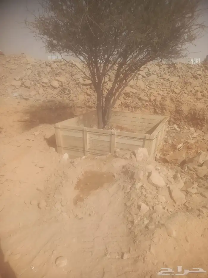 جميع انواع النخيل متوفر وجميع انواع الشبوك 9