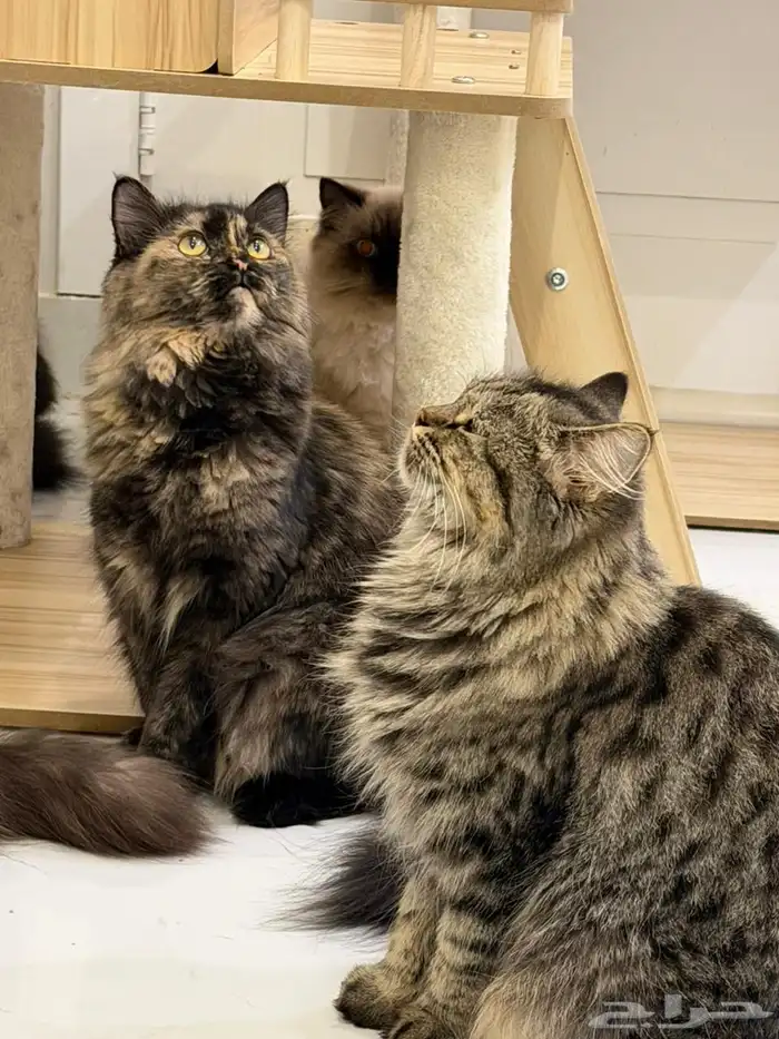 قطط للتبني الأعمار من 6 شهور الى سنة 0