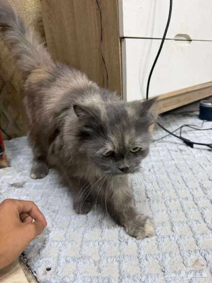 قط شيرازي السوم 800 4