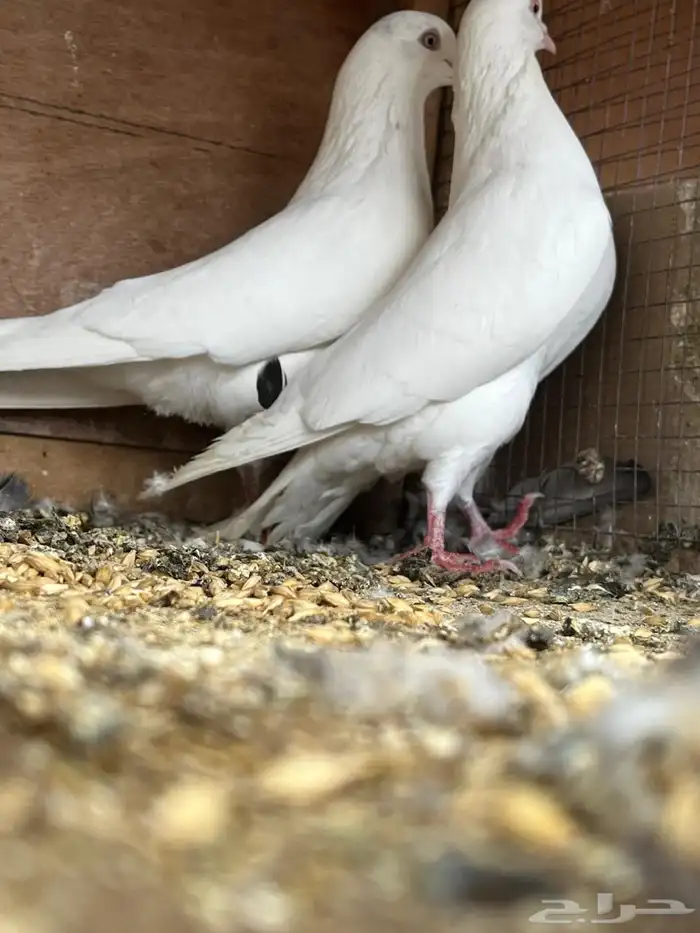 حمام باكستاني تيدي 10