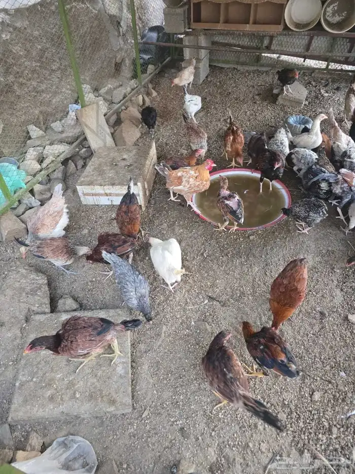 دجاج مشكل للبيع 2