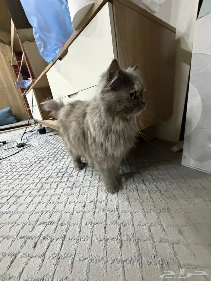 قط شيرازي السوم 800 5