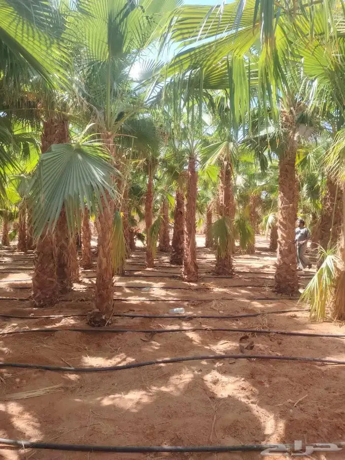 زيتون ونخل واشنطني 7