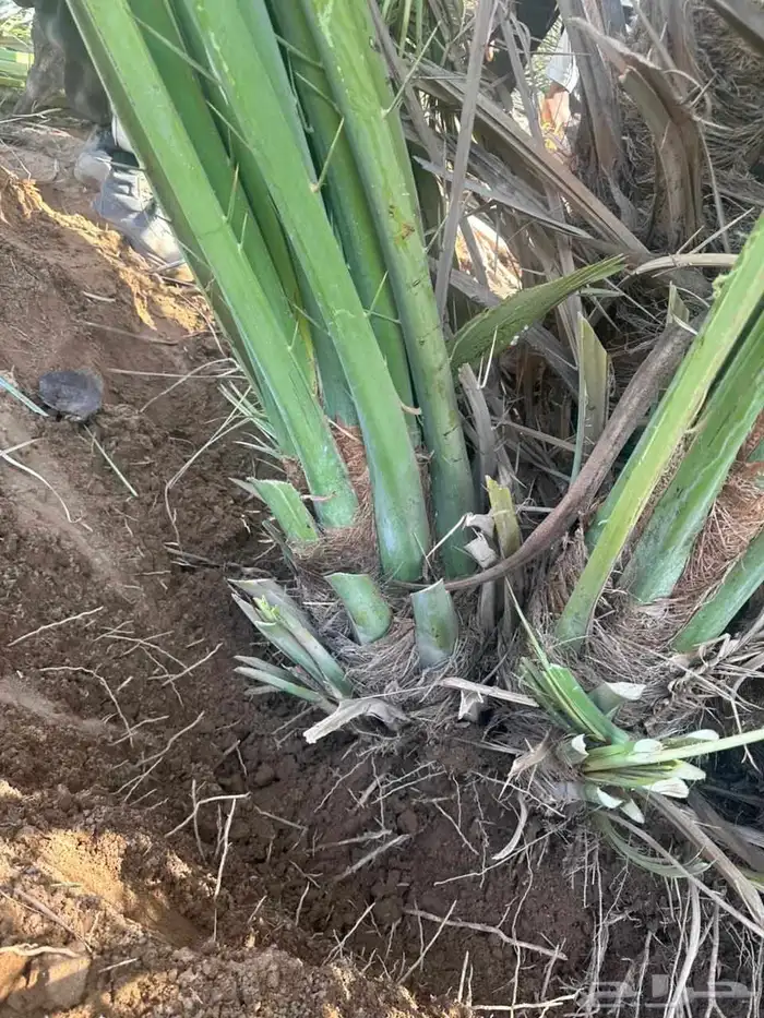 يتوفرلديناجميع انواع النخيل المثمرونخيل الزينه ومجذار 8