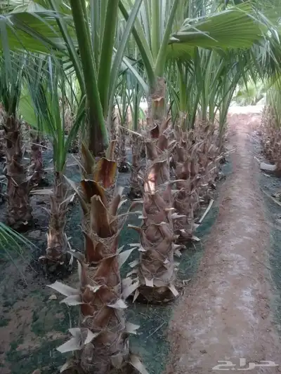 زراعه نخيل واشنطنيا زينه جميع انواع المقاسات index