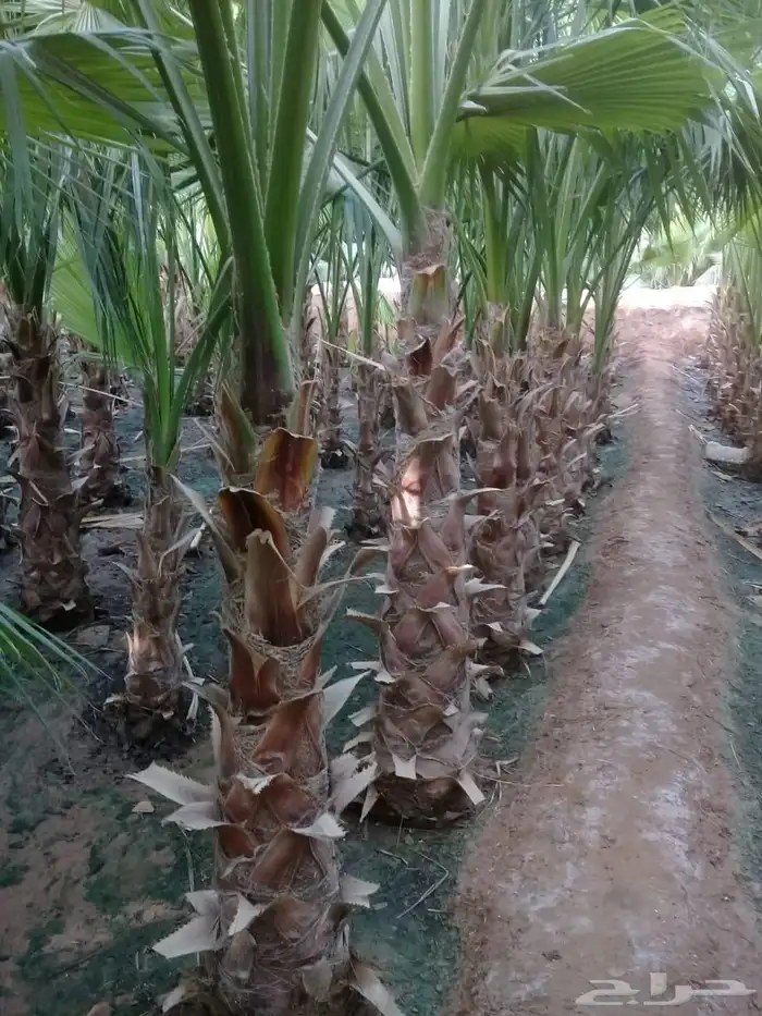 زراعه نخيل واشنطنيا زينه جميع انواع المقاسات 5