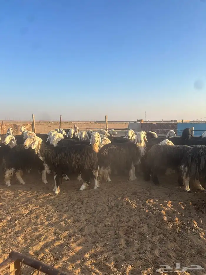 للبيع نجد طيبه وجرم طيب 1