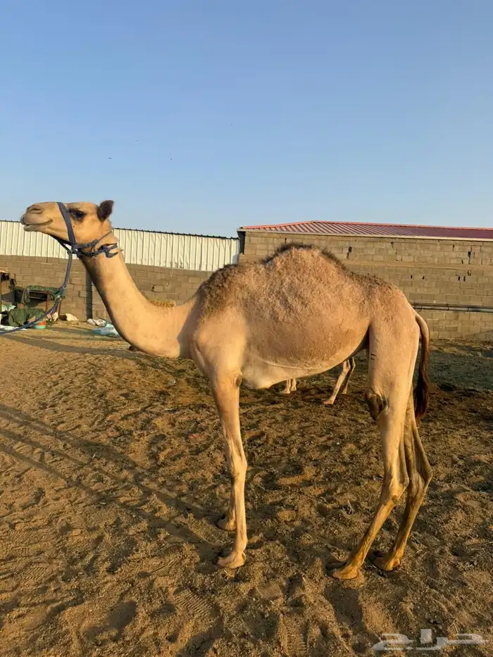 بكره اصيل سلاله فل فل 0