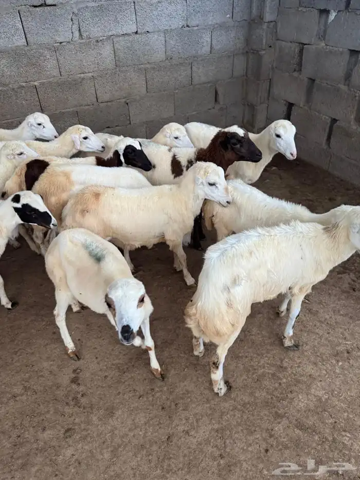 رخال رفيدي للبيع جدعان 2