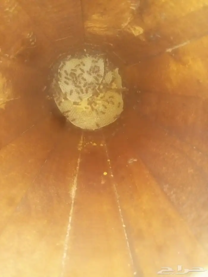 نحل بلدي للبيع 6