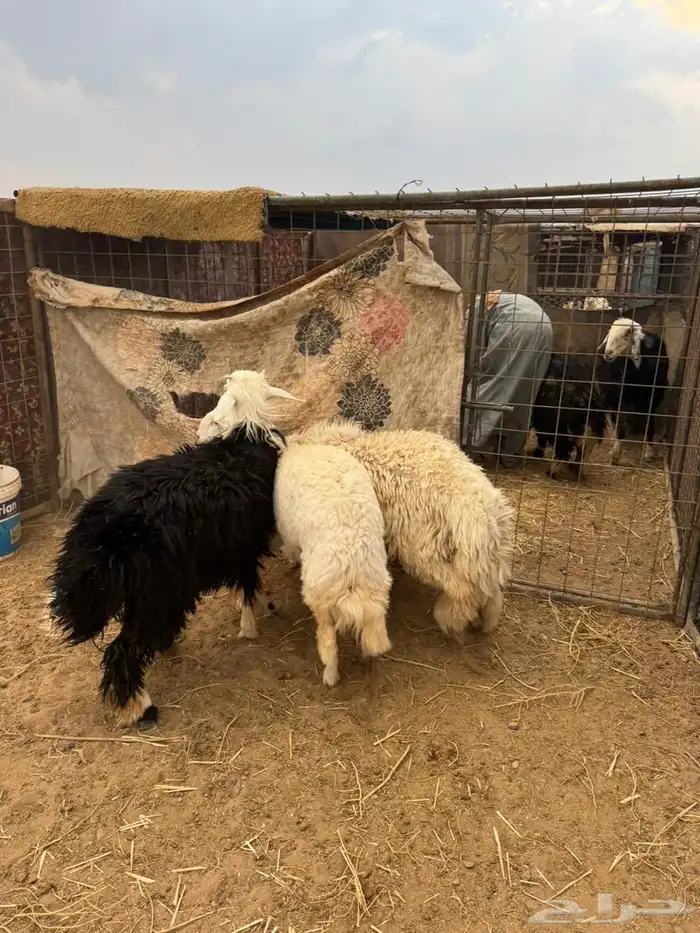 خاروف ورخلين 4