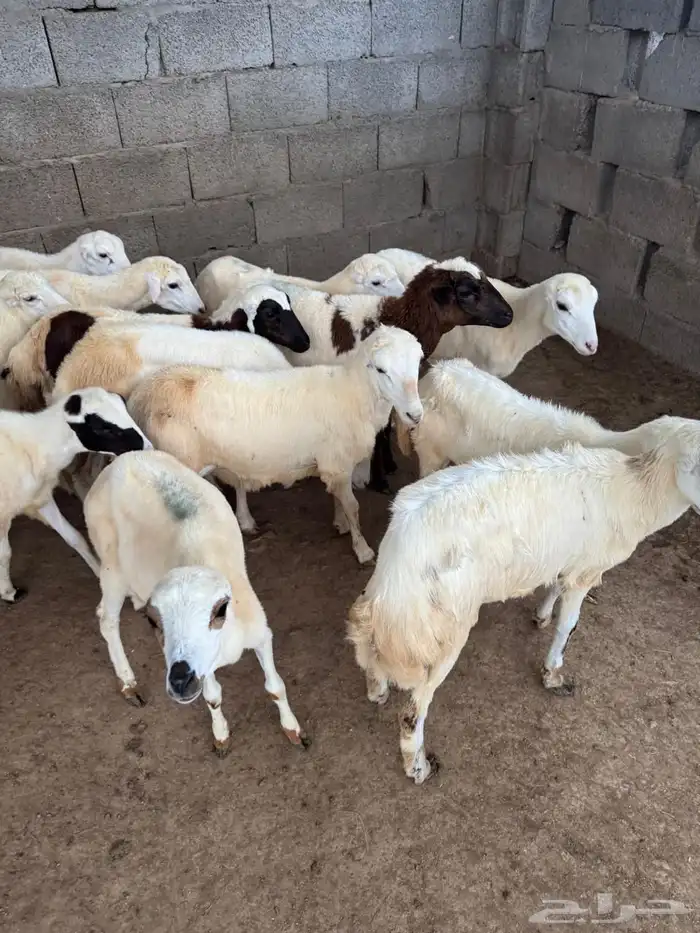 رخال رفيدي للبيع جدعان 1