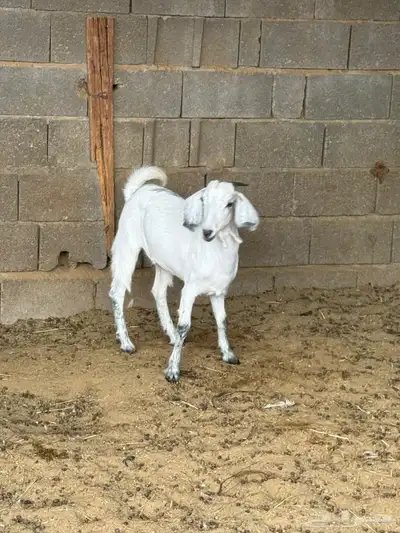 جفره من حلالي index